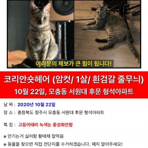 고양이 실종 코리아쇼트헤어 충청북도 청주시 서원구