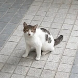 고양이 실종 코리아쇼트헤어 부산광역시 동래구