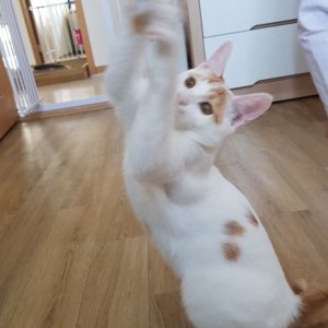 고양이 실종 코리아쇼트헤어 울산광역시 동구