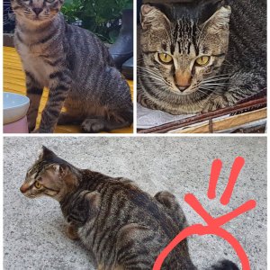 고양이 실종 코리아쇼트헤어 부산광역시 서구
