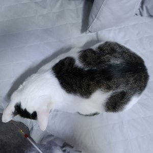 고양이 실종 코리아쇼트헤어 광주광역시 서구