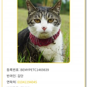 고양이 실종 코리아쇼트헤어 전라남도 나주시