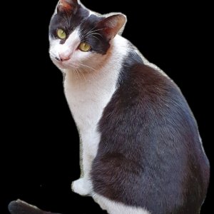고양이 실종 코리아쇼트헤어 서울특별시 송파구