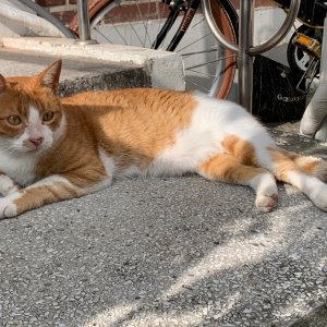 고양이 실종 코리아쇼트헤어 서울특별시 종로구