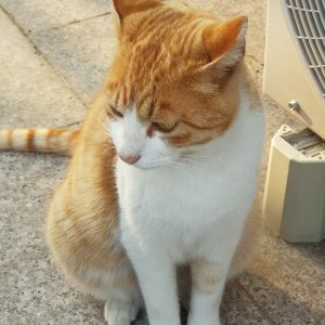 고양이 실종 코리아쇼트헤어 광주광역시 북구