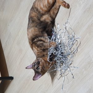 고양이 실종 코리아쇼트헤어 서울특별시 강북구