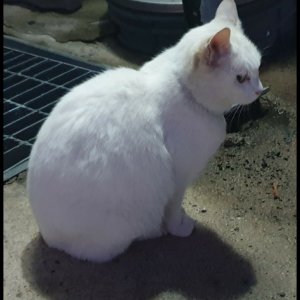 고양이 실종 코리아쇼트헤어 경기도 하남시