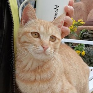 고양이 실종 코리아쇼트헤어 제주특별자치도 제주시