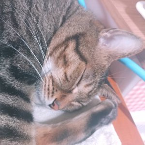 고양이 실종 코리아쇼트헤어 전라남도 목포시