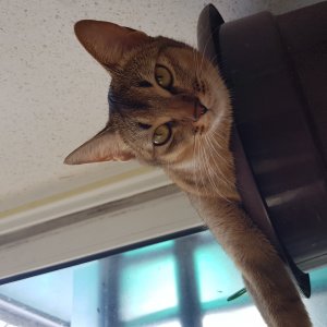 고양이 실종 아비시니안 강원도 춘천시