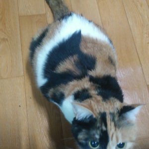 고양이 실종 코리아쇼트헤어 대전광역시 대덕구