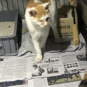 고양이 실종 코리아쇼트헤어 전라북도 전주시 완산구