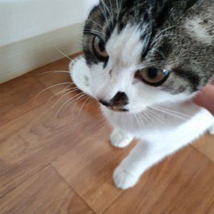 고양이 실종 코리아쇼트헤어 충청남도 아산시
