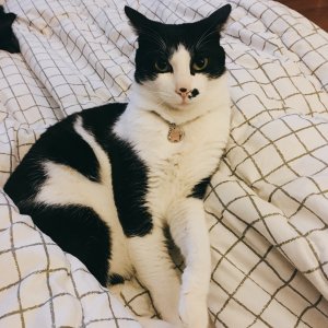 고양이 실종 코리아쇼트헤어 인천광역시 남동구