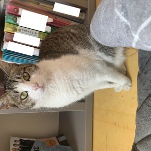 고양이 실종 코리아쇼트헤어 제주특별자치도 제주시