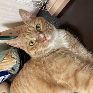고양이 실종 코리아쇼트헤어 경기도 파주시