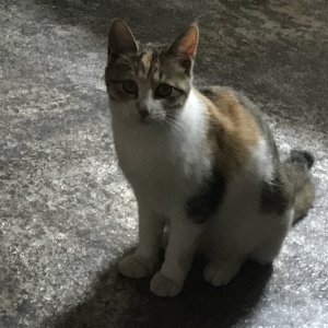 고양이 실종 코리아쇼트헤어 경상북도 경주시