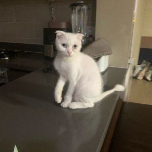 고양이 실종 스코티시폴드 경기도 김포시