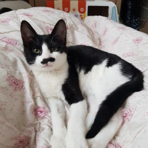 고양이 실종 코리아쇼트헤어 경기도 성남시 수정구