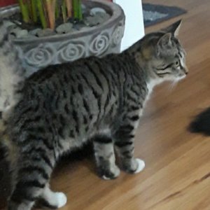 고양이 실종 코리아쇼트헤어 경기도 김포시