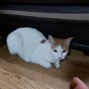 고양이 실종 코리아쇼트헤어 대구광역시 남구