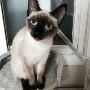 고양이 실종 샴 강원도 강릉시