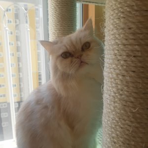 고양이 실종 페르시안 전라남도 여수시