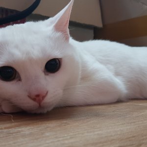 고양이 실종 터키시앙고라 경상북도 포항시 북구
