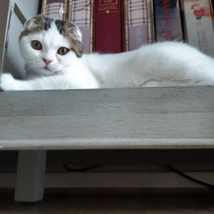 고양이 실종 스코티시폴드 광주광역시 북구