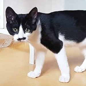 고양이 실종 코리아쇼트헤어 경기도 성남시 수정구
