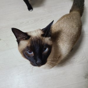 고양이 실종 샴 경기도 안산시 상록구
