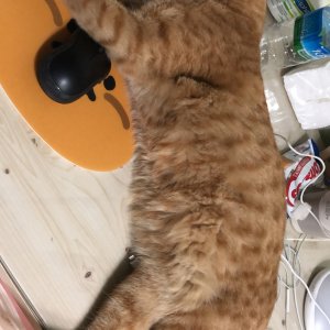 고양이 실종 코리아쇼트헤어 경기도 파주시