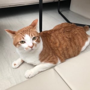 고양이 실종 코리아쇼트헤어 전라남도 광양시
