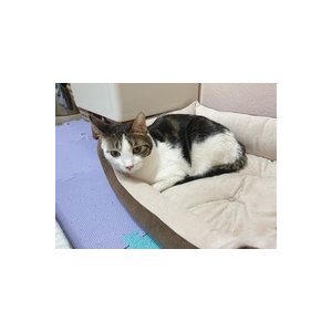 고양이 실종 코리아쇼트헤어 서울특별시 성동구