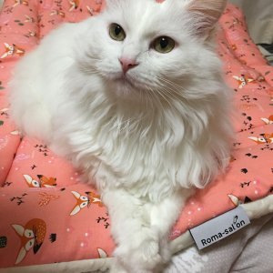 고양이 실종 터키시앙고라 서울특별시 강남구