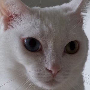 고양이 실종 터키시앙고라 경기도 화성시
