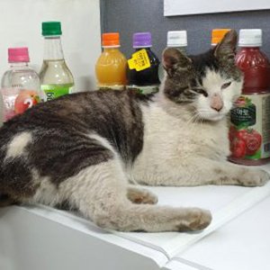 고양이 실종 코리아쇼트헤어 경기도 남양주시