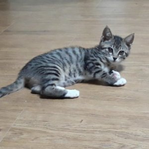고양이 실종 코리아쇼트헤어 전라북도 남원시