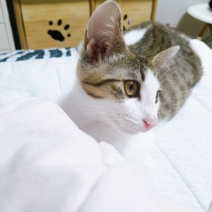 고양이 실종 코리아쇼트헤어 서울특별시 마포구