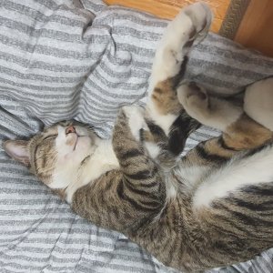 고양이 실종 코리아쇼트헤어 서울특별시 영등포구