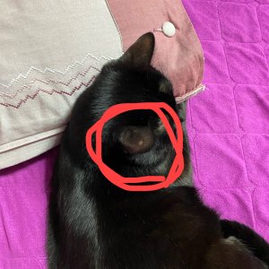 고양이 실종 코리아쇼트헤어 경상남도 양산시