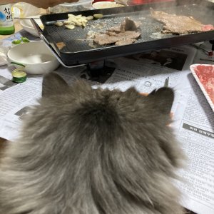 고양이 실종 페르시안 경기도 성남시 수정구