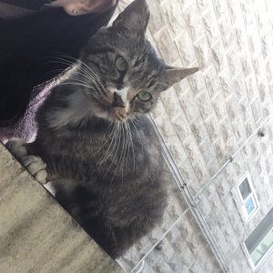고양이 실종 코리아쇼트헤어 대전광역시 대덕구