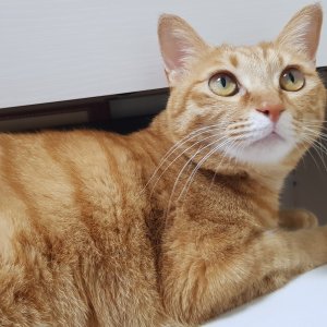 고양이 실종 코리아쇼트헤어 경상남도 양산시