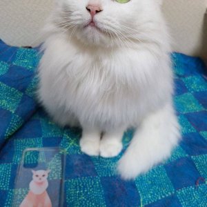 고양이 실종 터키시앙고라 제주특별자치도 서귀포시