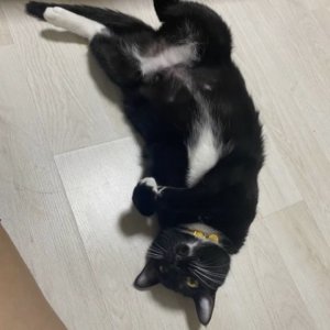 고양이 실종 코리아쇼트헤어 서울특별시 강서구