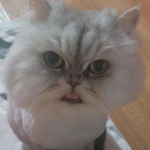 고양이 실종 페르시안 서울특별시 중랑구