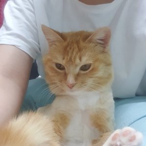 고양이 실종 코리아쇼트헤어 서울특별시 용산구