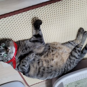 고양이 실종 코리아쇼트헤어 서울특별시 중랑구