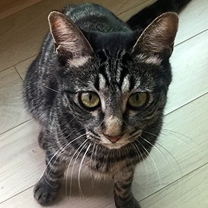 고양이 실종 코리아쇼트헤어 서울특별시 강북구